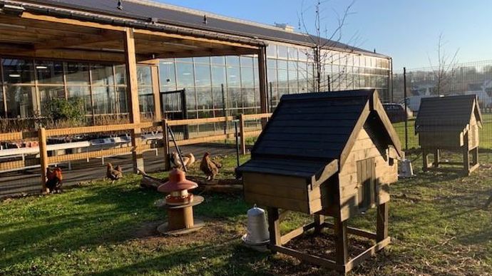 La miniferme présente des animaux, qui ne sont pas à vendre, mais qui permettent de découvrir la vie complémentaire au jardin… ici des poules Brahma... ©Odile Maillard